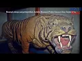 Download Lagu Kidung Siliwangi (Audio Panggung) - Cicih Cangkurileung Gamelan Giriharja 3