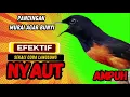 Download Lagu pancingan murai batu AGAR BUNYI ampuh untuk JADIKAN murai batu GACOR❗❗
