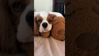 Not sure which one of us is the emotional support animal anymore.