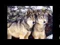 Wolf spell REALLY WORKS TESTED