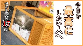 【中毒性ヤバい😆】一度見たら抜け出せないペット動画17選｜PECO