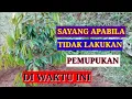 Lagu PEMUPUKAN DURIAN SETELAH TANAM