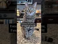 Download Lagu Go ahead Himalaya 🔥 #seventheorangecat #pupcup #himalayathetabby #catlovers #catfashion