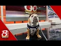 Which dog will win Best in Show at the Butler Bulldog Beauty Contest