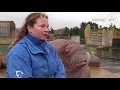 Download Lagu Fiet fieuw! Walrus Nikolai houdt Harderwijk wakker met zijn gefluit