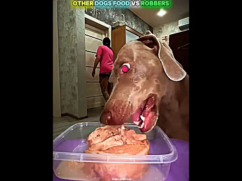 The Last Dog Is Truly Loyal 🥹❤️