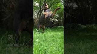 Violet being a total goof  .. #fyp #pets #doberman #dream #vlog