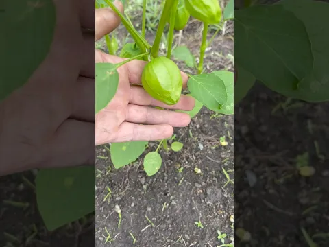 Conoces este tomate ?🍅