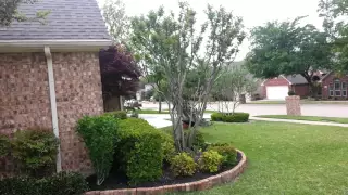 Peacock attack