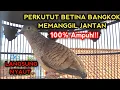 PERKUTUT BANGKOK BETINA GACOR MEMANGGIL JANTAN 100% BIKIN SEMUA PERKUTUT BANGKOK NYAUT