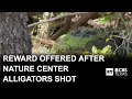 Reward offered after 3 alligators shot at Texas nature center