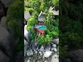 Download Lagu We stayed at this luxury Hotel in Koh Tao, Thailand #shorts