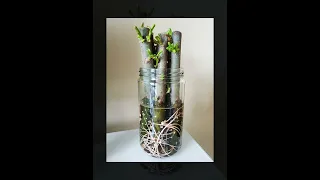 Willow Hybrid Timelapse World S Fastest Growing Tree 