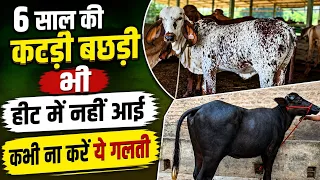 6 साल की कटड़ी बछड़ी भी हीट में नहीं आई कभी ना करें ये गलती 👉🏻 heifer को pregnanat कैसे करें