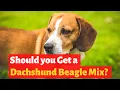 Everything about the Dachshund Beagle Mix Doxle Should you get one