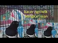 Lagu Kacer ngriwik bongkar isian