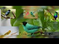 nada dering lucu wa burung hutan Indonesia 4