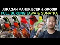 Download Lagu 🔥 JURAGAN MANUK ECER \u0026 GROSIR FULL BURUNG JAWA \u0026 SUMATRA KIOS RUDI Pasar burung pramuka hari ini