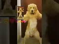 Download Lagu Dhol jageero Da 🤪😅😃🐕🐕
