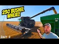 230 BUSHEL WHEAT This Is INSANE