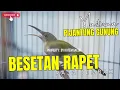 Download Lagu Suara Pijantung Gunung Gacor!! BESETAN TEMBAKAN RAPET - Untuk Masteran Murai Batu