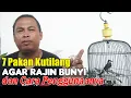 Download Lagu 7 PAKAN BURUNG KUTILANG AGAR CEPAT GACOR || MAKANAN BURUNG KUTILANG SUPAYA GACOR