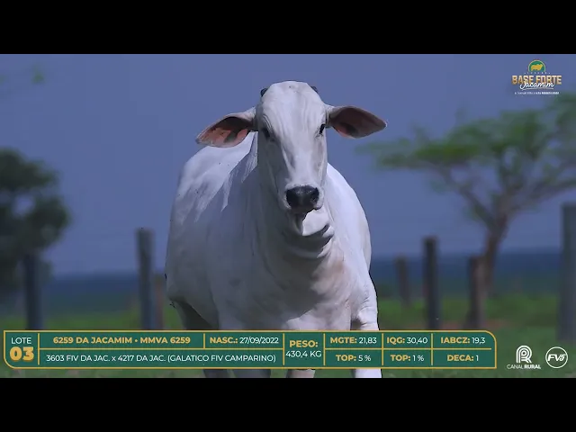 Novilha Nelore MMVA-6259