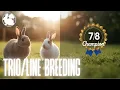 Download Lagu 300 lbs. a Year | Rabbit Trio \u0026 Linebreeding