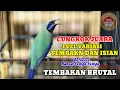 Download Lagu Masteran cucak cungkok tembakan brutal roll tembak panjang full variasi