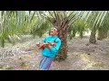 Download Lagu LAGU DAMBUS BANGKA ( Sampaaaaiii...  ati ) - Abusamah by TATA GUMARA