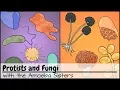 Protists and Fungi