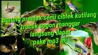 Download Suara pikat Mp3 mlinjo masih ganas juwet MP3