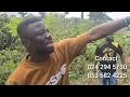Download Lagu Secure Your Future Today! 🌍 Affordable Aburi Lands—Kwaku Manu \u0026 Funny Face share this golden deal! 💎