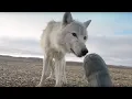 Download Dangerously Close To Wolves | Snow Wolf Family And Me | BBC mp4 3gp mp3 videos - waplic