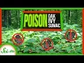 Poor Misunderstood Poison Ivy