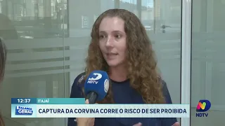 Captura da corvina pode ser proibida no Brasil