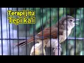 Download Lagu 🔴 Terapi gacor Flamboyan di pinggir sungai ‼