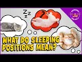 What Sleeping Positions Say About Your Cat
