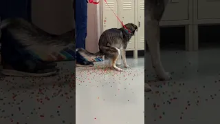 My Dog Ate A Bag Of Dried Orbeez 