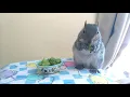 Squirrel Eating Green Chick Beans in pods