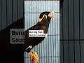 Download Lagu Suara Burung Beo Gacor #shorts