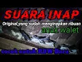 Download Lagu suara inap anakan walet, original, jernih, cocok untuk RBW baru @Baronetwalet