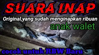 suara inap anakan walet original jernih cocok untuk rbw baru baronetwalet