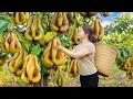 Harvesting Giant Unique Marian Pears | The Rarest Fruit Everyone Wants to Buy