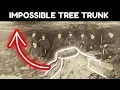 Lagu The Mysterious Ancient Tree Inside This Coal Mine