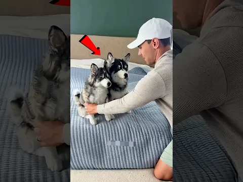 Cães Falsos, Reação Real! 😱#Catsoftiktok #CatLovers #cat #cute #FunnyCats #catcartoon #fyp