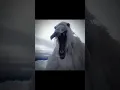 2024 it s just a Normal year opium bird