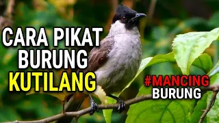 Download KICAUAN PEMIKAT BURUNG KUTILANG RIBUT 🦅 FREE DOWNLOAD MP3🔥 MP3