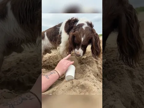 Best video of the year must-watch #ShortVideo #Trending #Dog