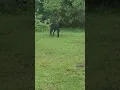 Rare Black Coyote That Was In My Yard Here In West GA June 2021
